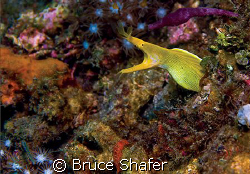 A Blue-Ribbon Eel in the Lembeh Strait. Taken with an Oly... by Bruce Shafer 